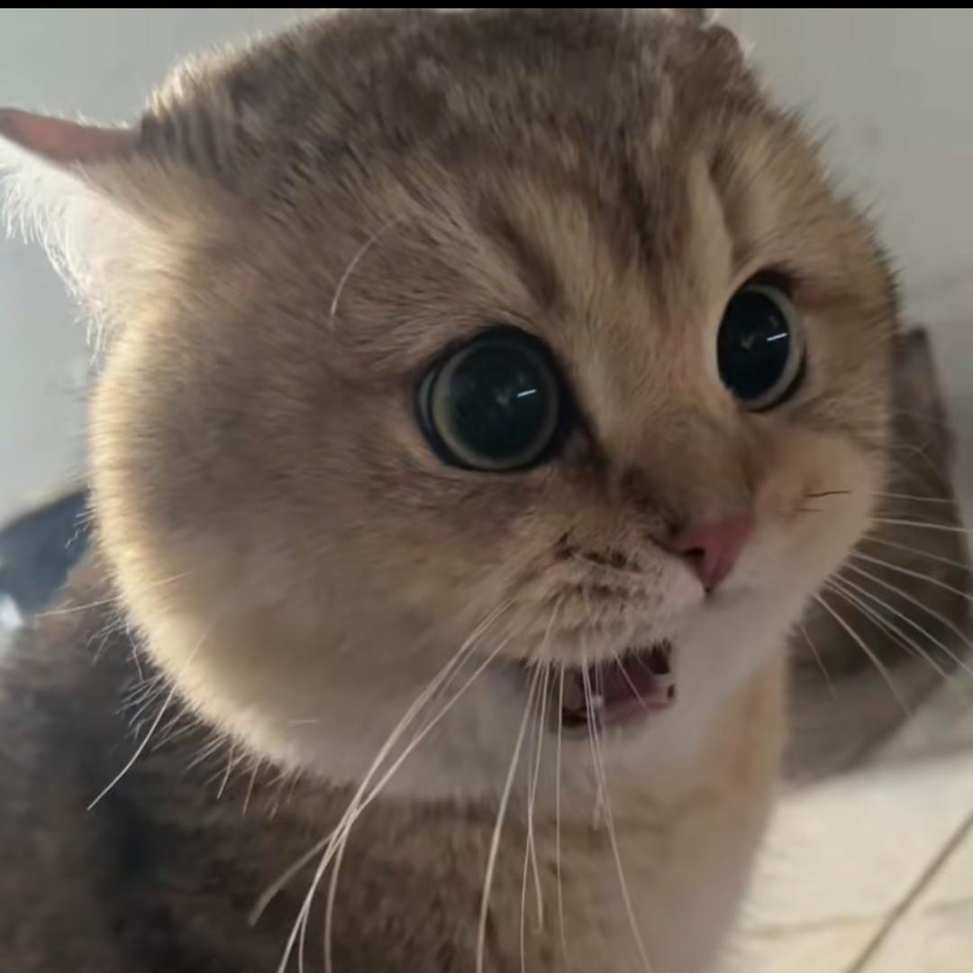 一只丸子猫