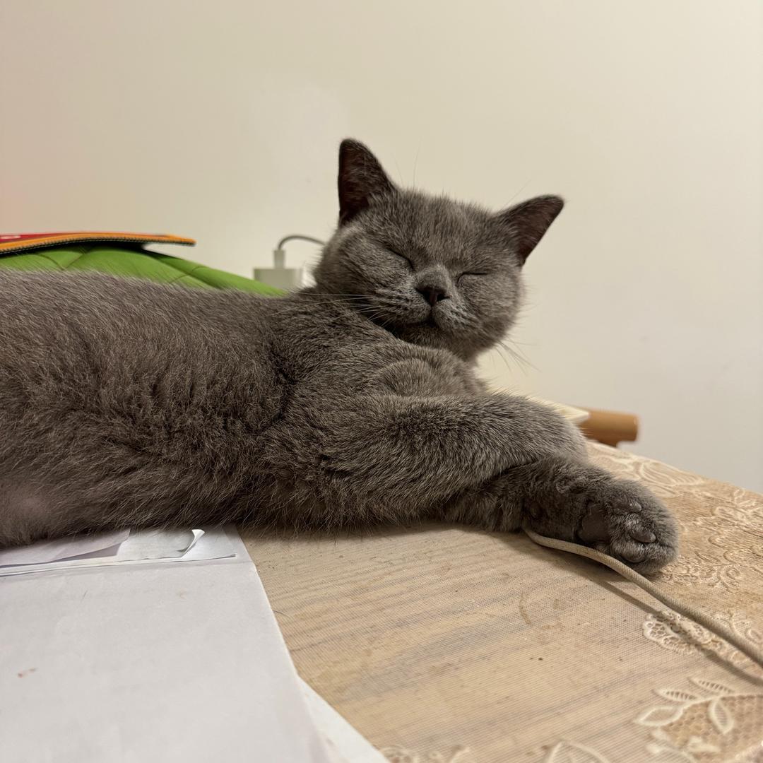 咪宝是只猫