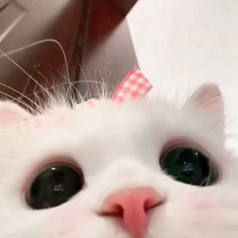 小丸子🍳
