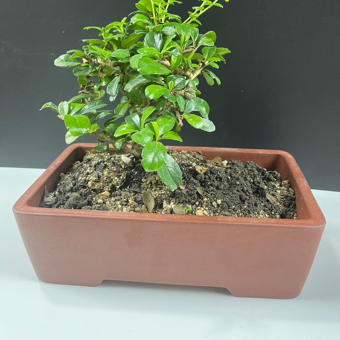 宜兴市威琪紫砂花盆