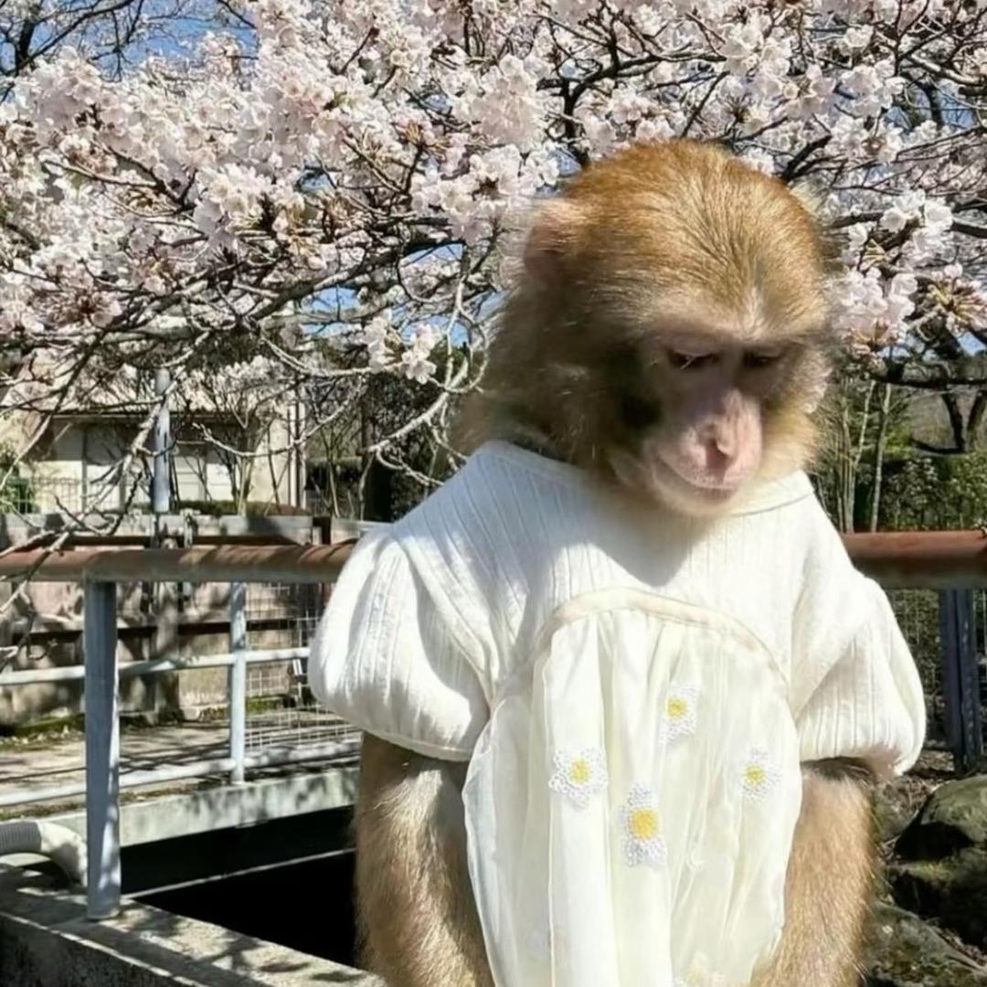 财神爷的心尖尖🪷