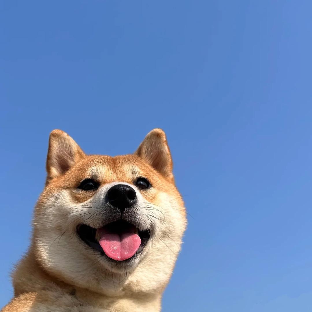 我是麦子呀