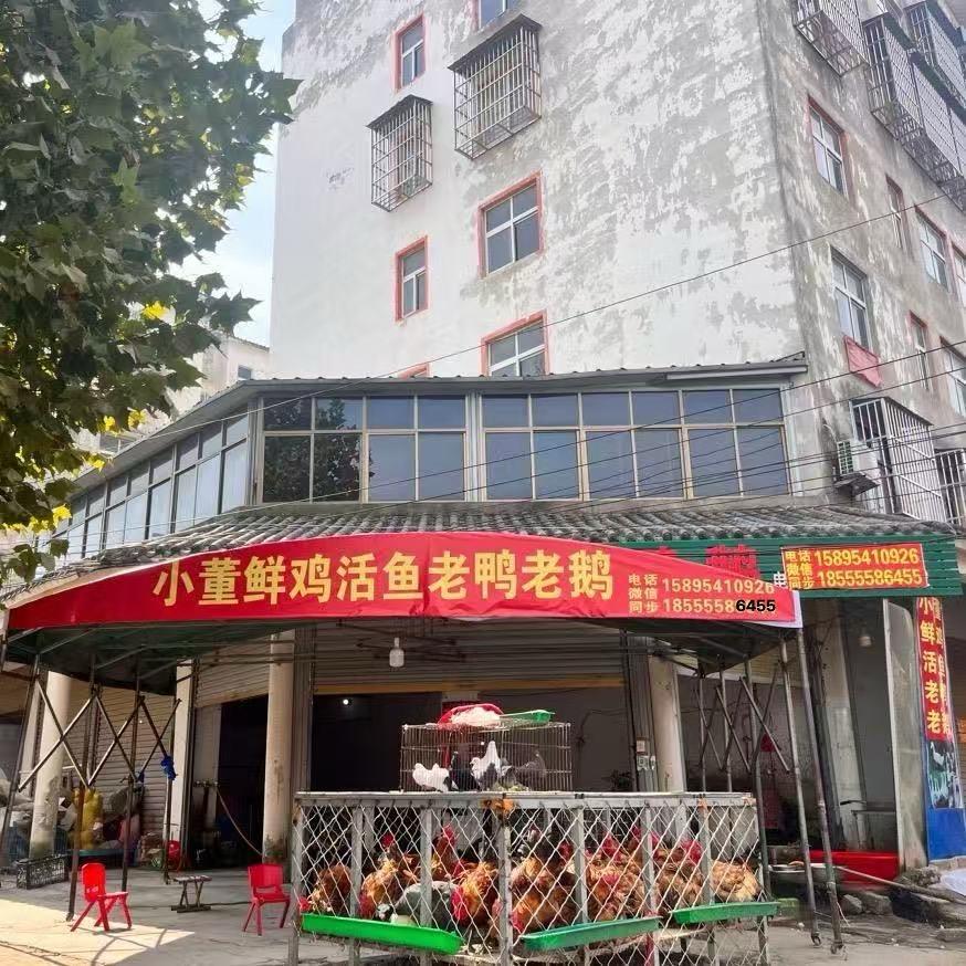 小董鲜鸡活🐟老鸭老鹅🦢