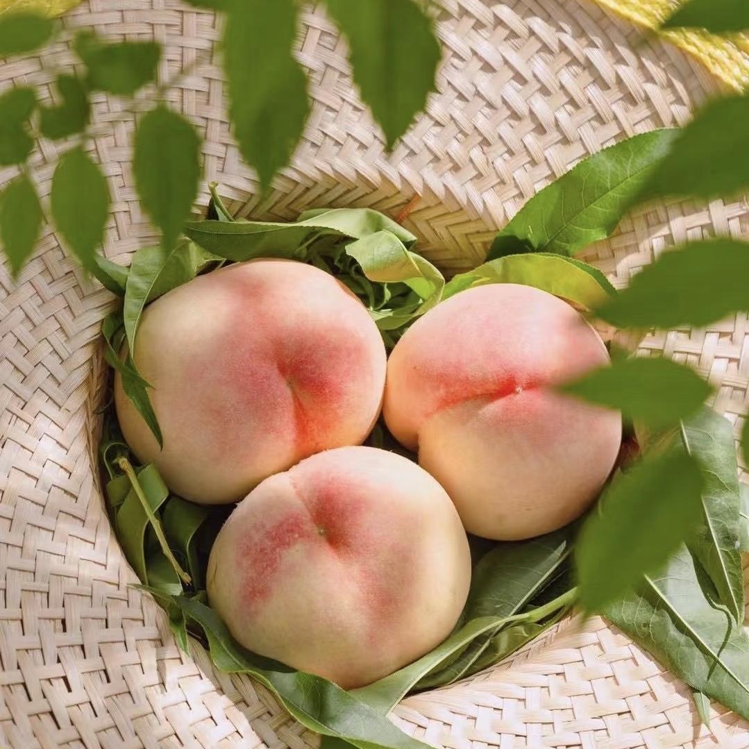 阳阳家阳山水蜜桃