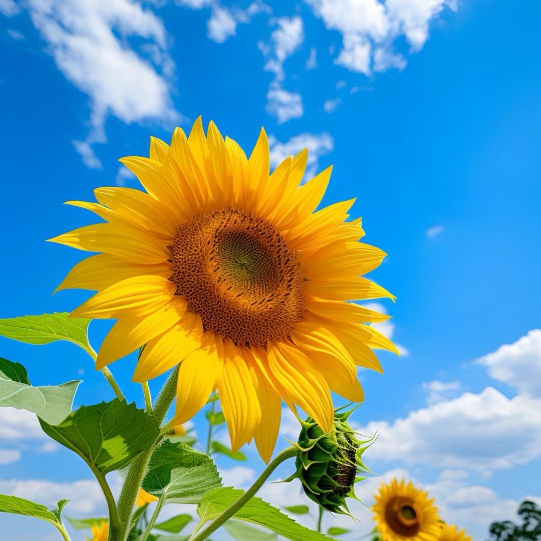 向日葵🌻