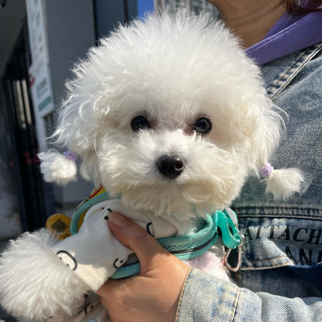 元宝宝🐶