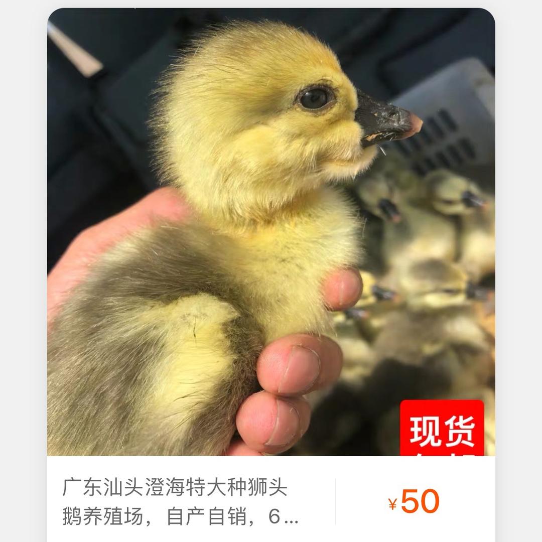 细贤狮头鹅