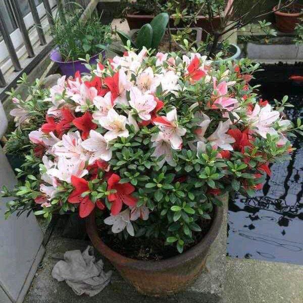 多彩的花园