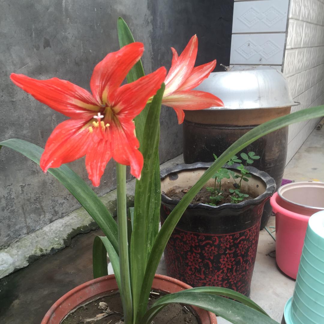 寒梅🌵
