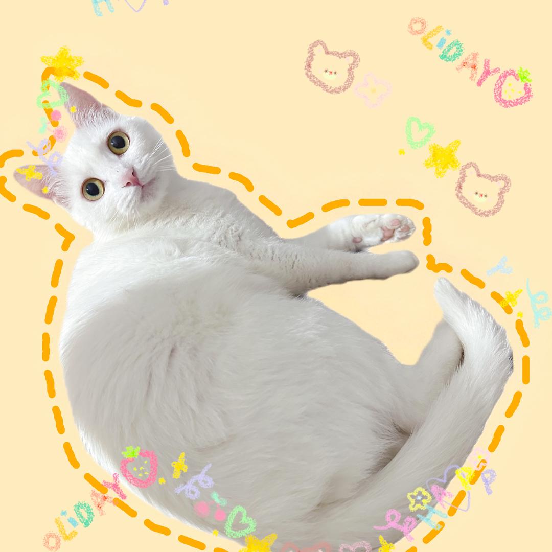 雪雪和她的猫猫们