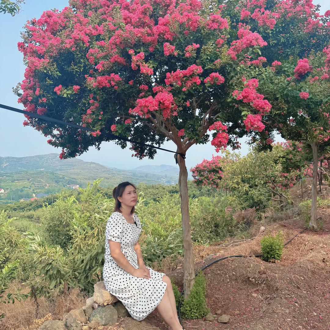 蒙阴小叶紫薇花卉创意屋