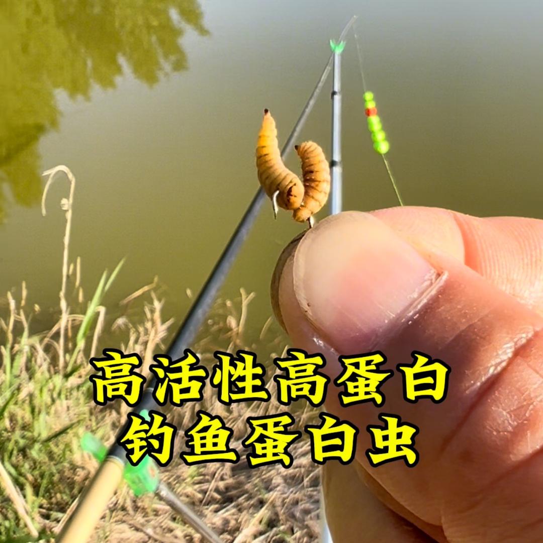 元易丰钓鱼蛋白虫活饵