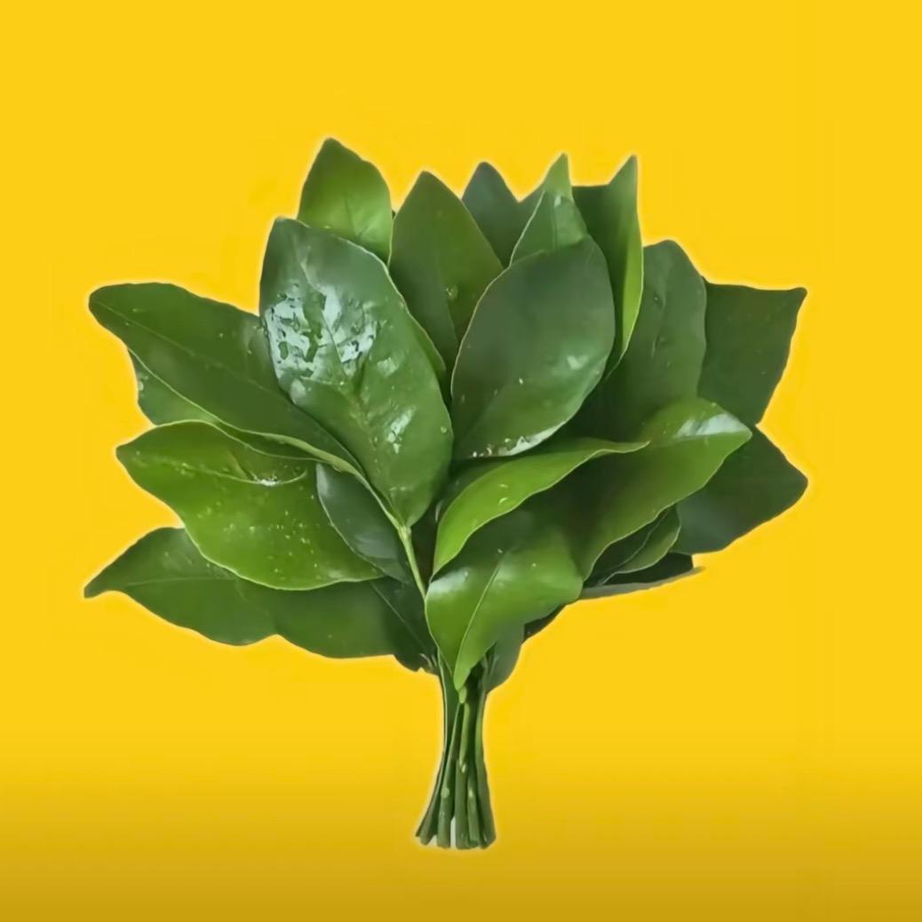 乐悠刘.