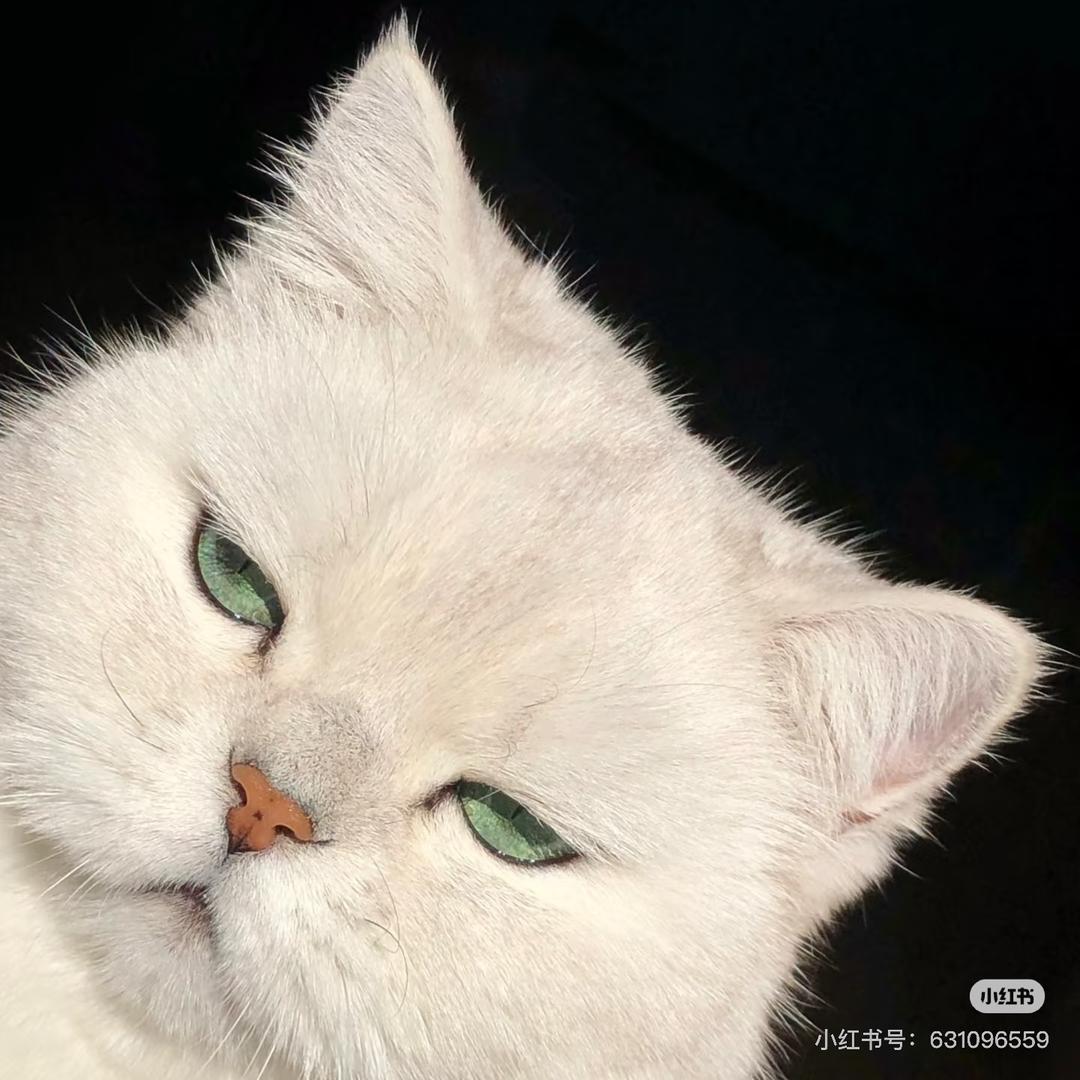 我是小白白2🦊