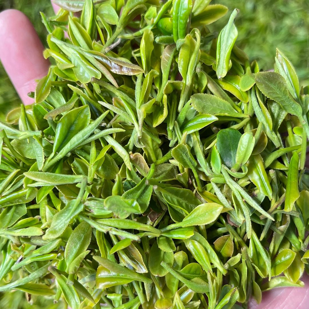 日照绿茶--巨峰镇产地直发