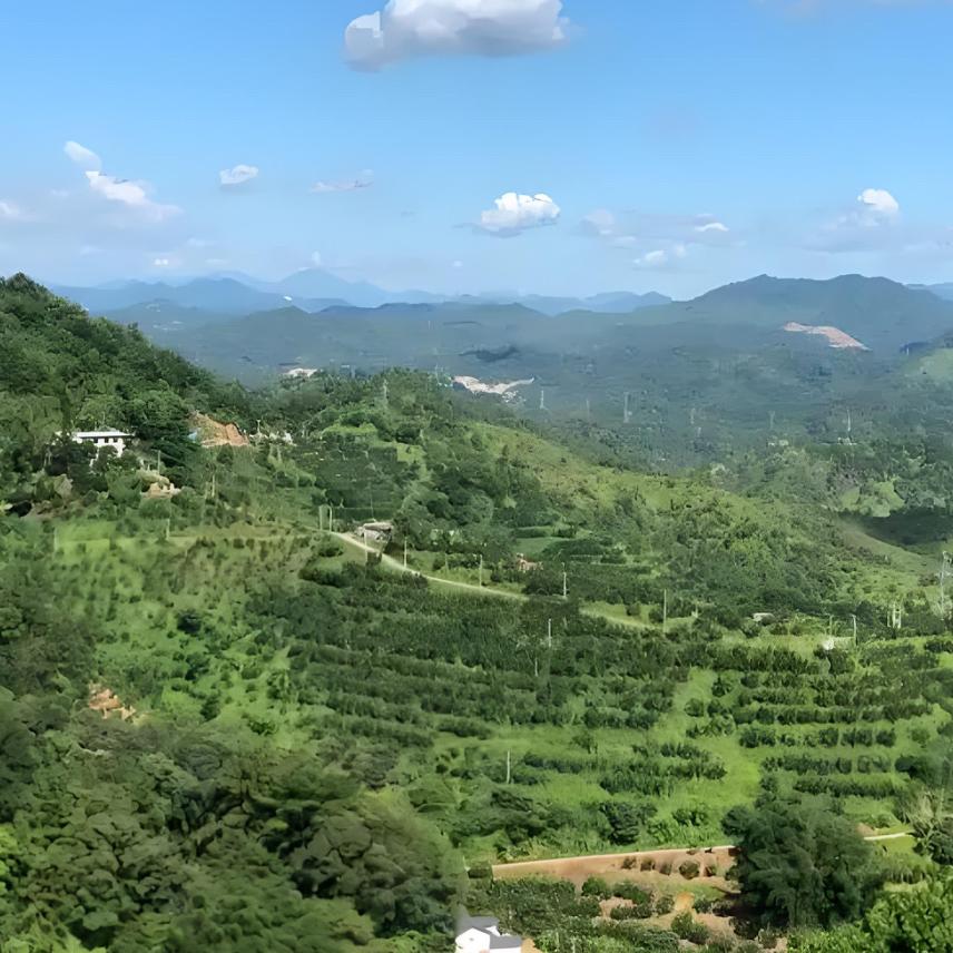 鑫鑫副食店官方号