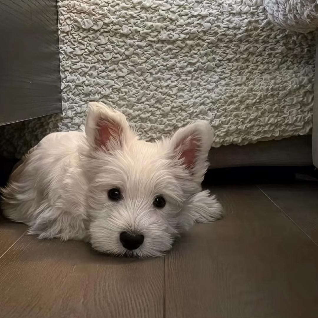 维妮小熊.