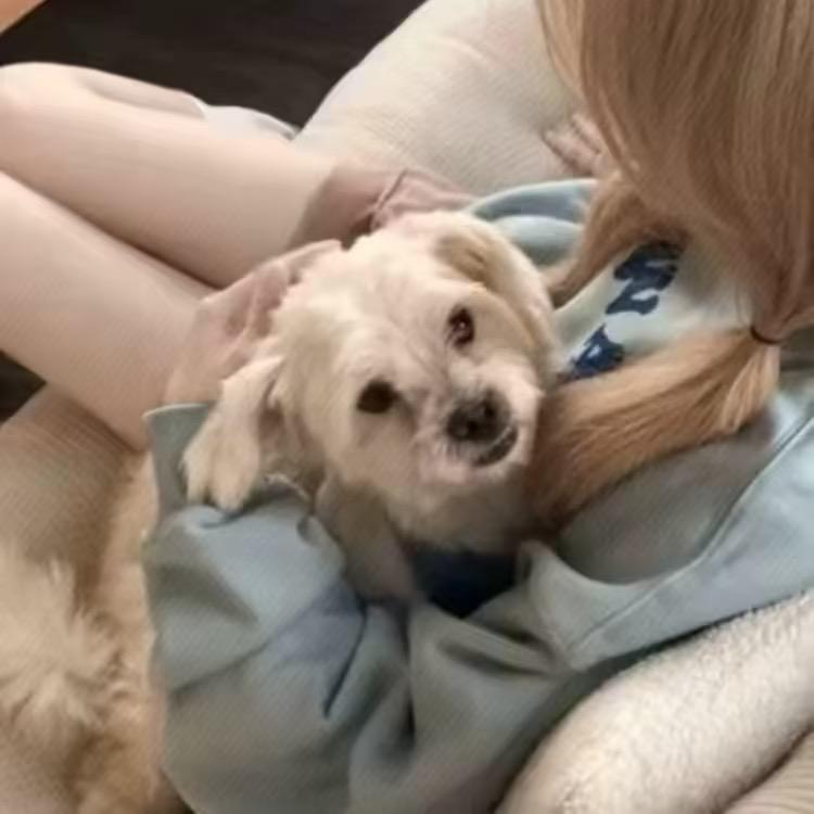 曲奇.🍪