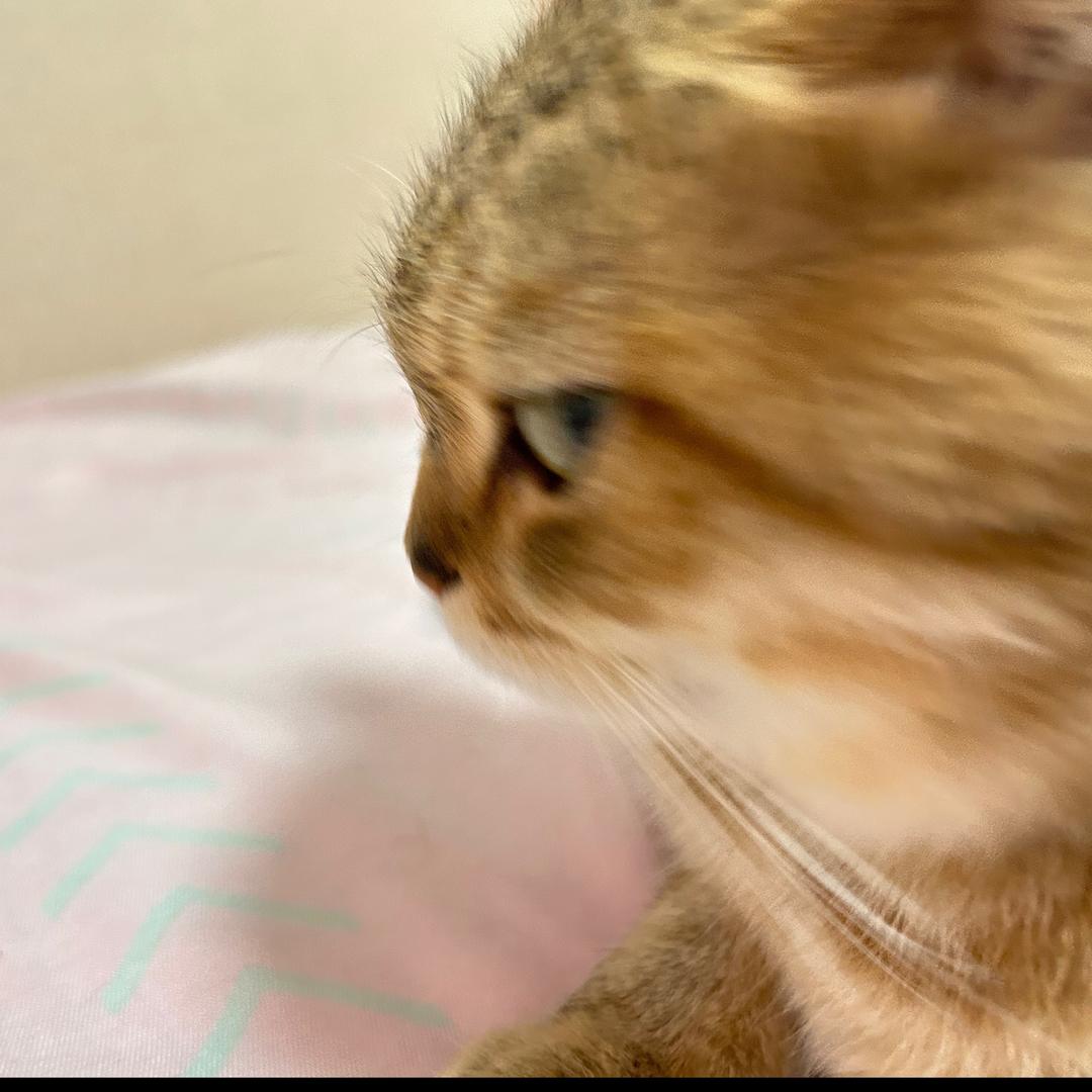 柚柚呢