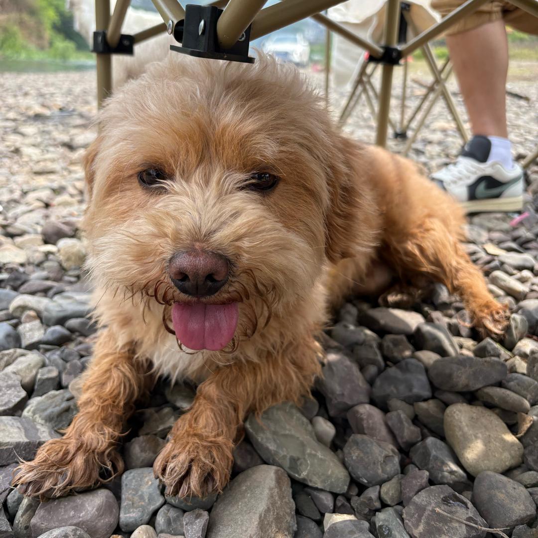 不打游戏的宠物博主不是好主人