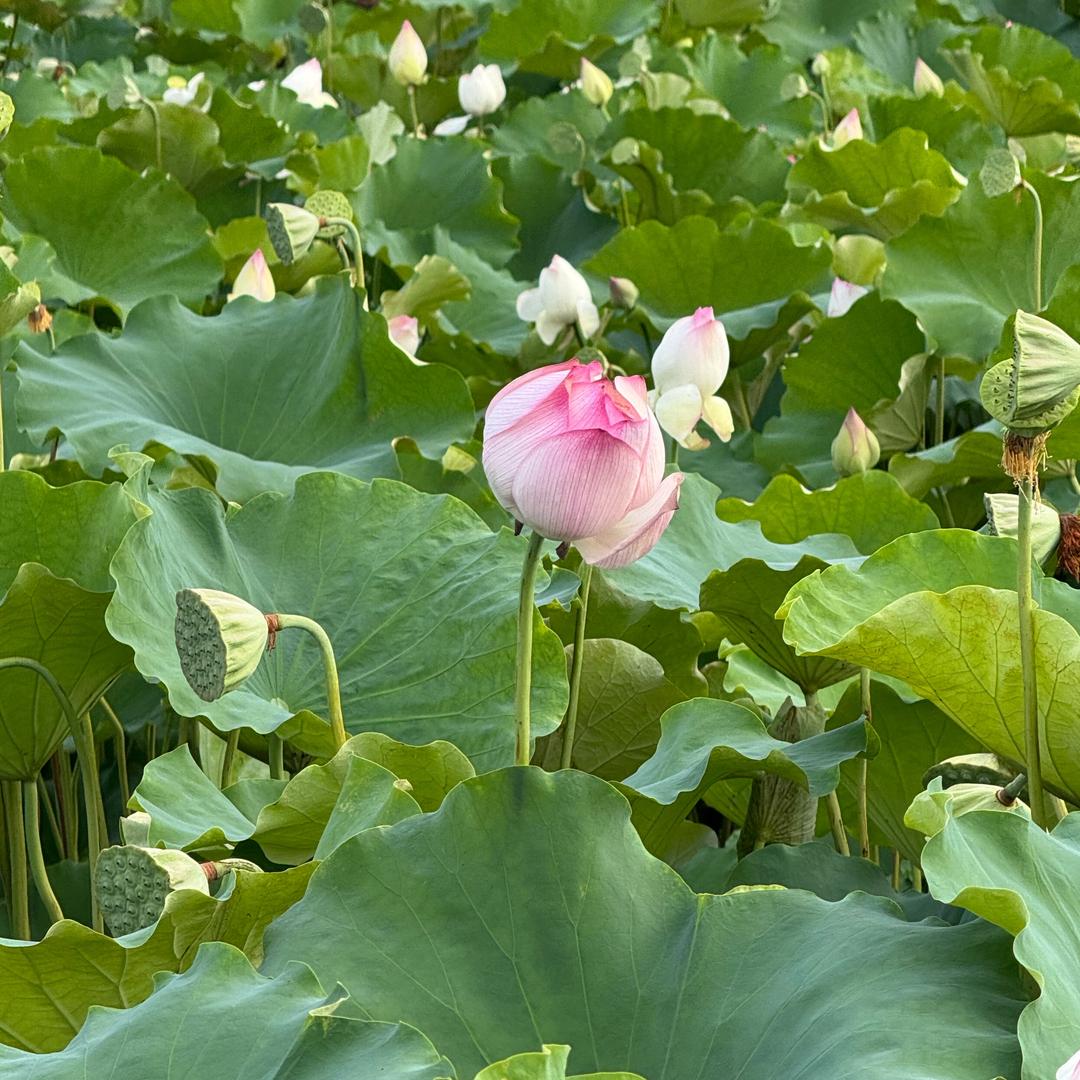 美食de驿站
