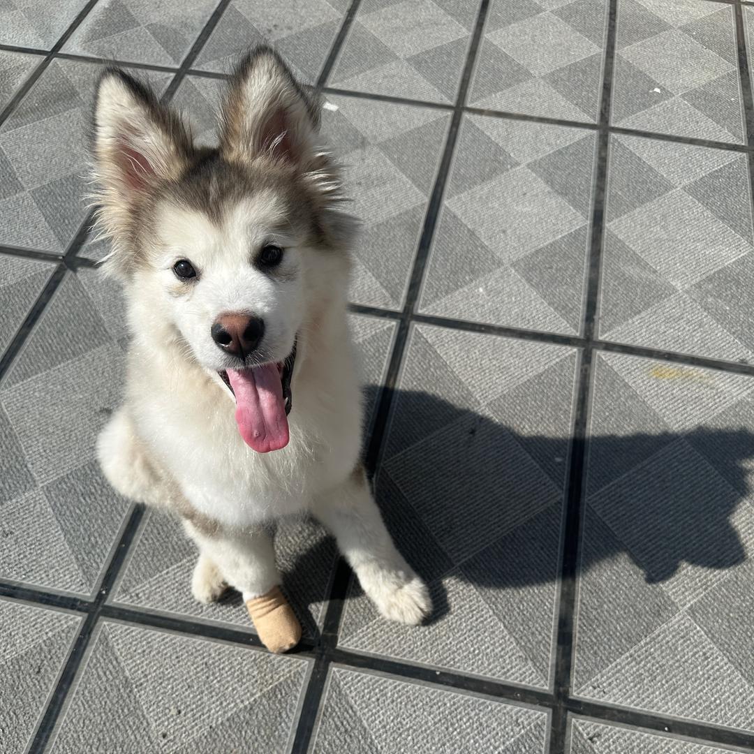 卖肥料的小李（鑫泰农业）