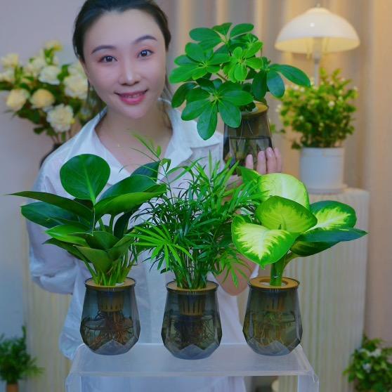 小羊绿植仓