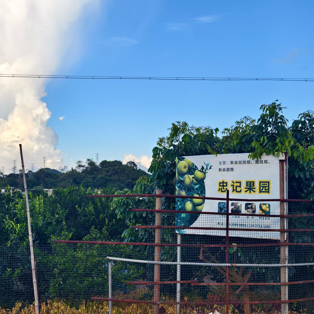 新会三江忠记果园