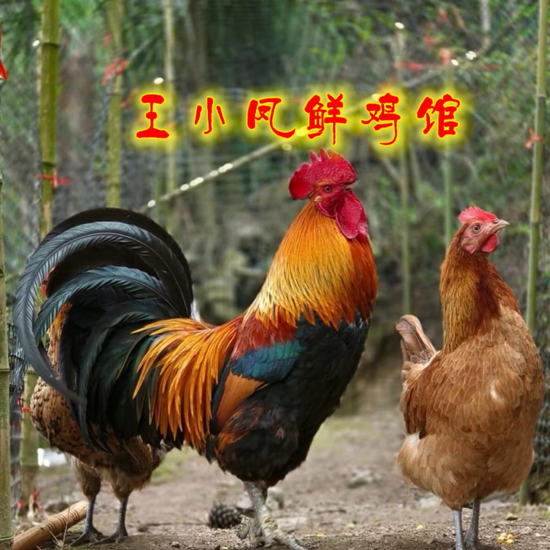王小凤 鲜鸡馆