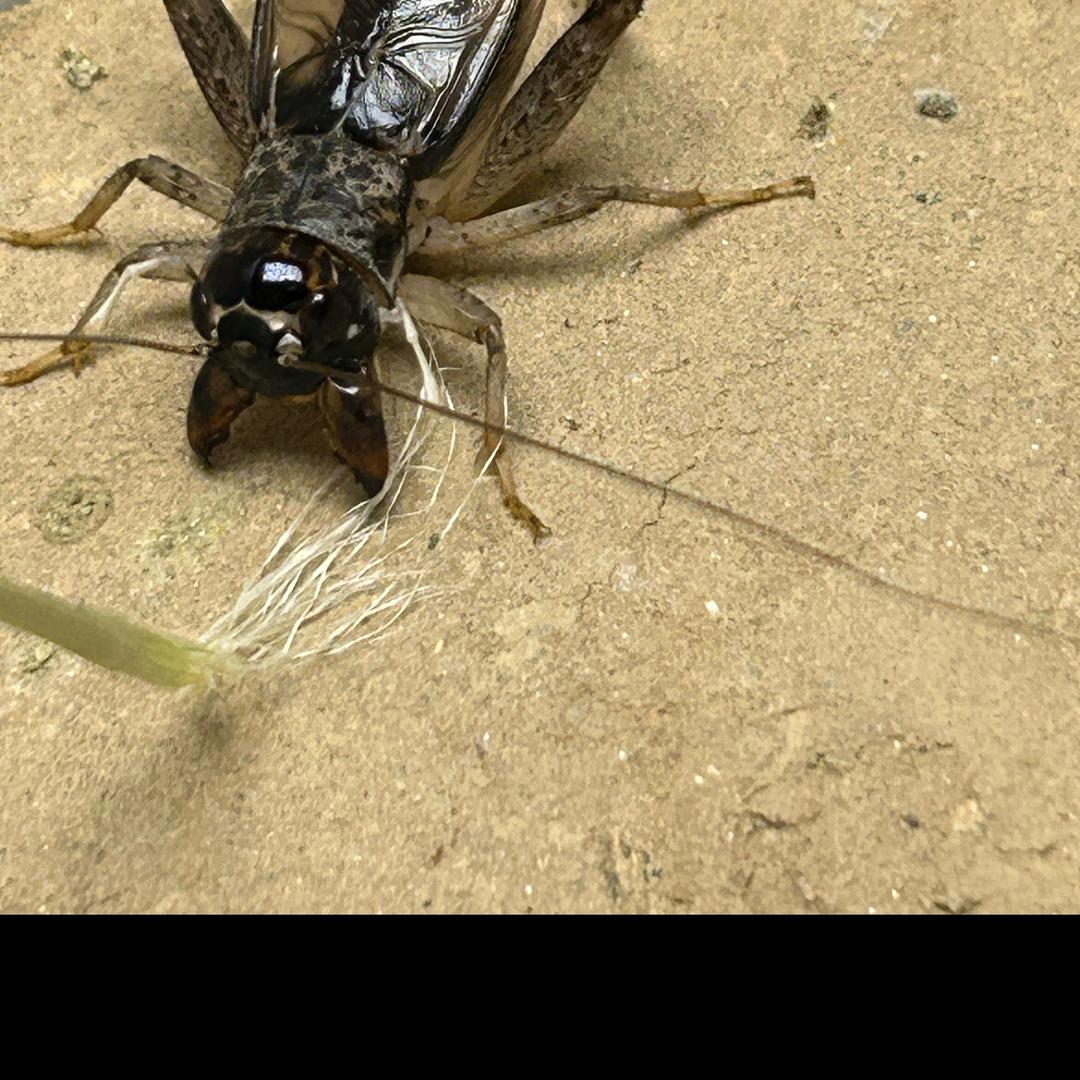 天津黄峰缸白张小妹（总代理）