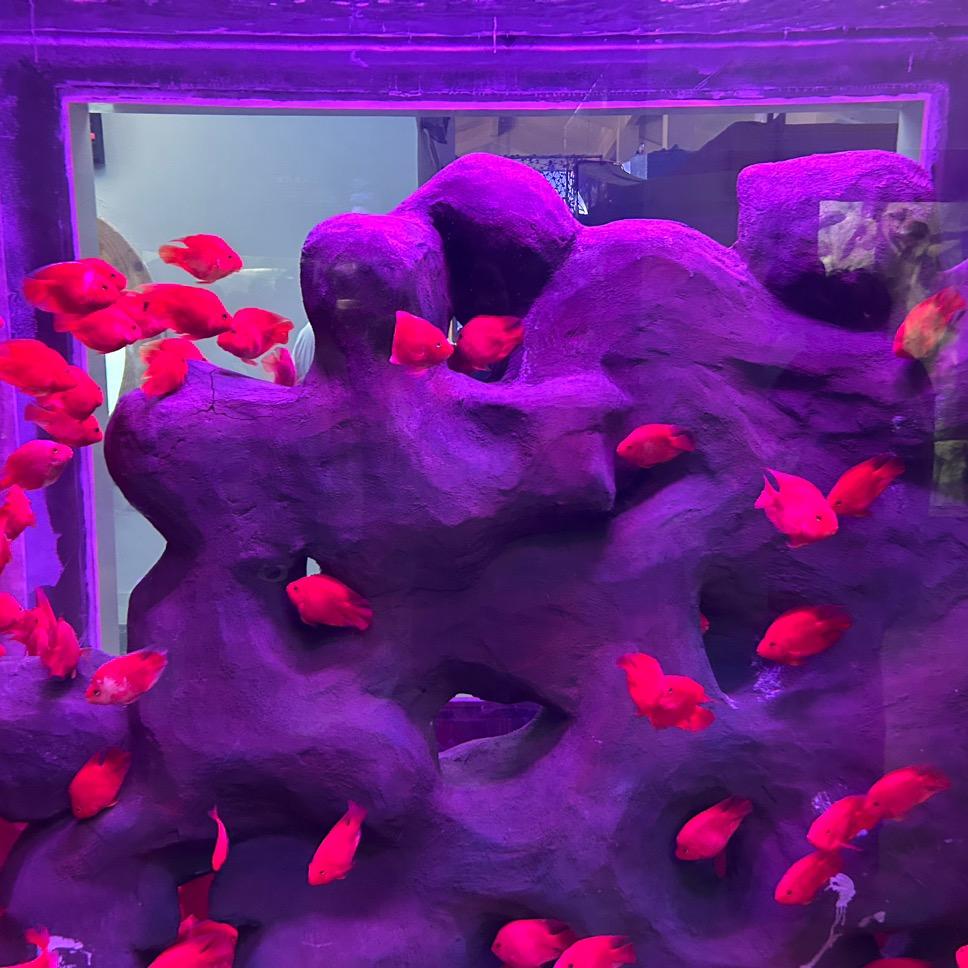 🌹ღ᭄好运ꫛ加满💞