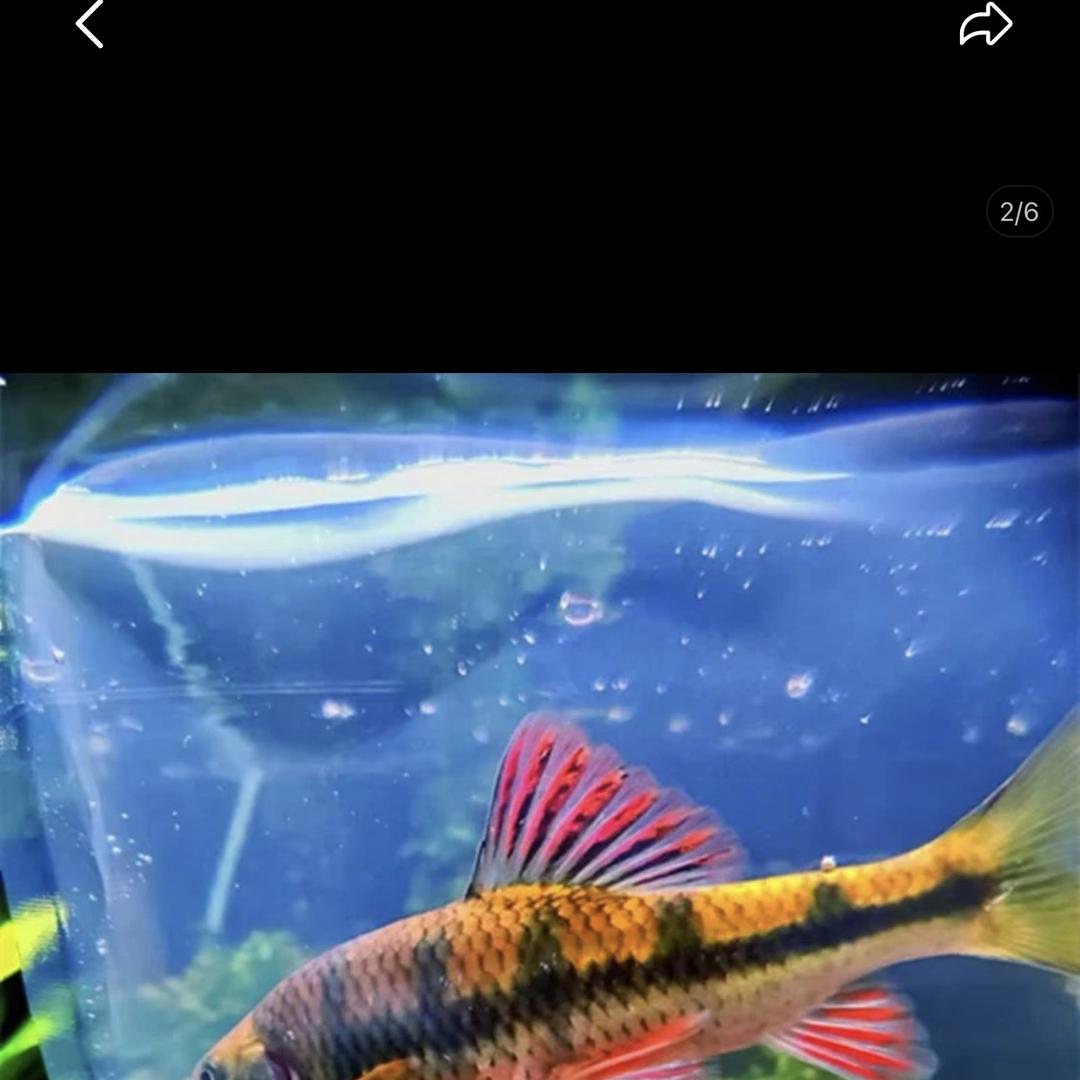 溪流精玲