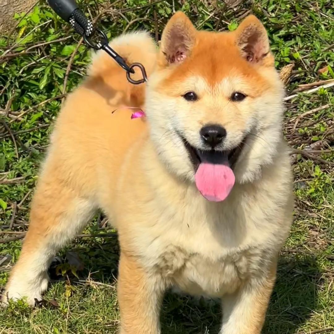 中华田园犬-三虎