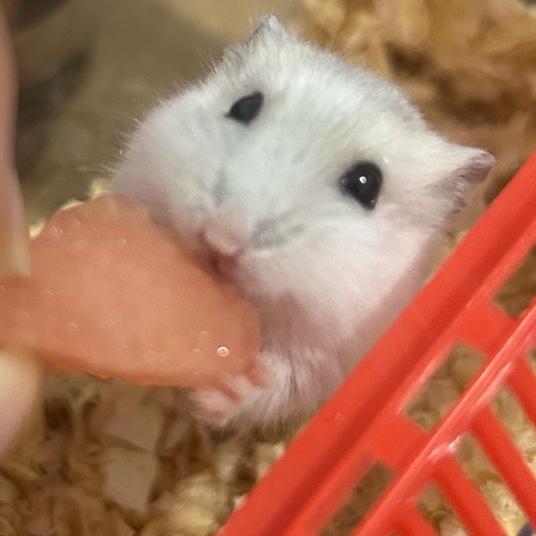 姚淑情