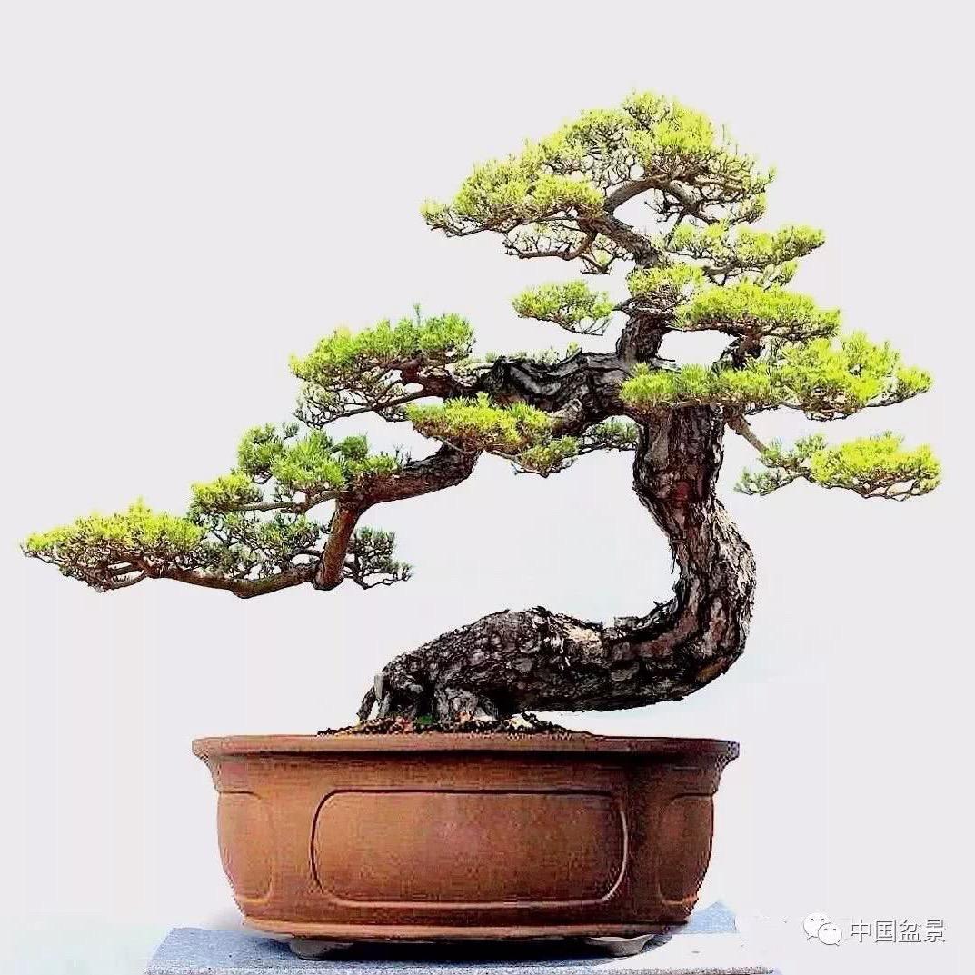 栀子花小铺