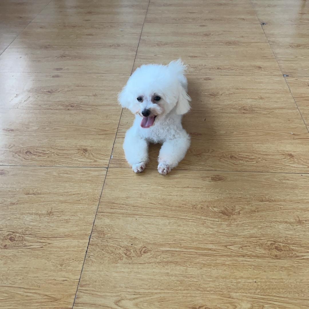 偃师林子宠物生活馆