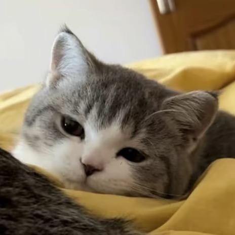懒猫.