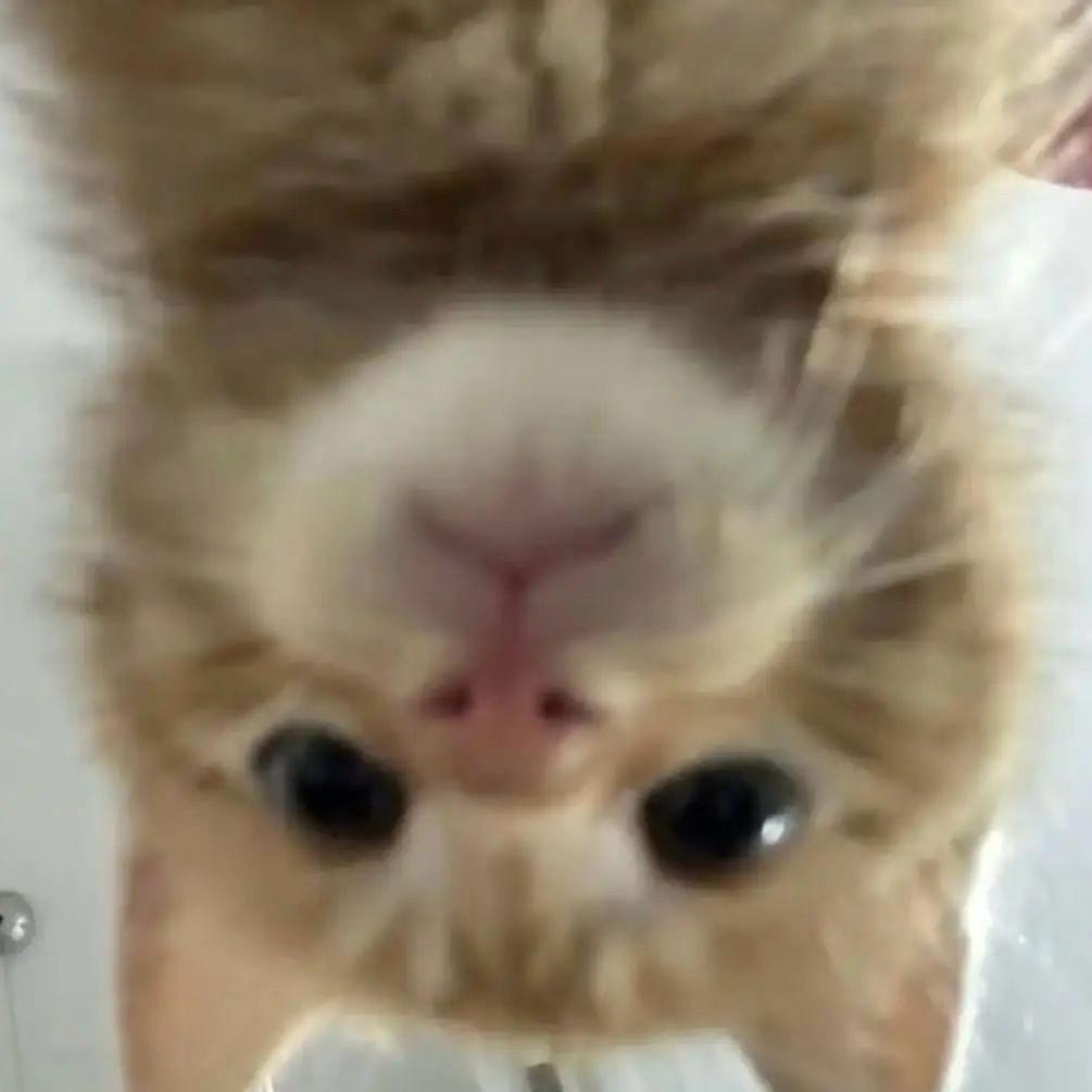 玉面狸