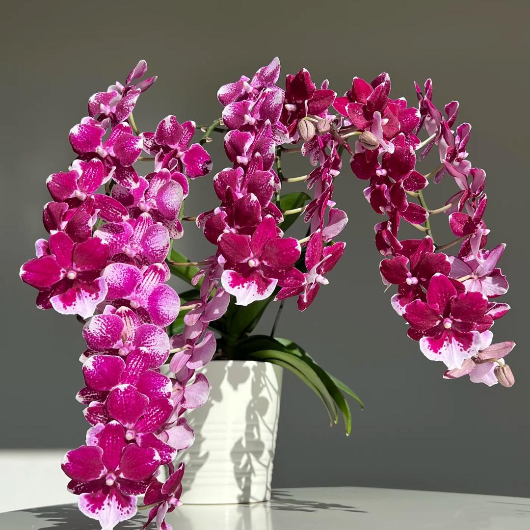 炎阳花卉