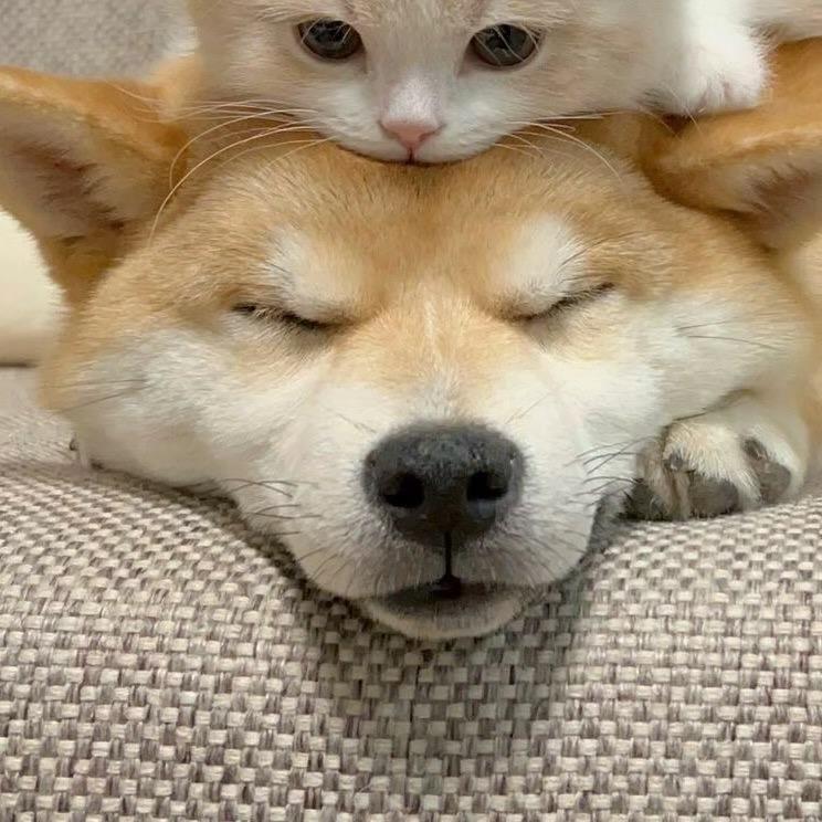 睡眠艺术家1