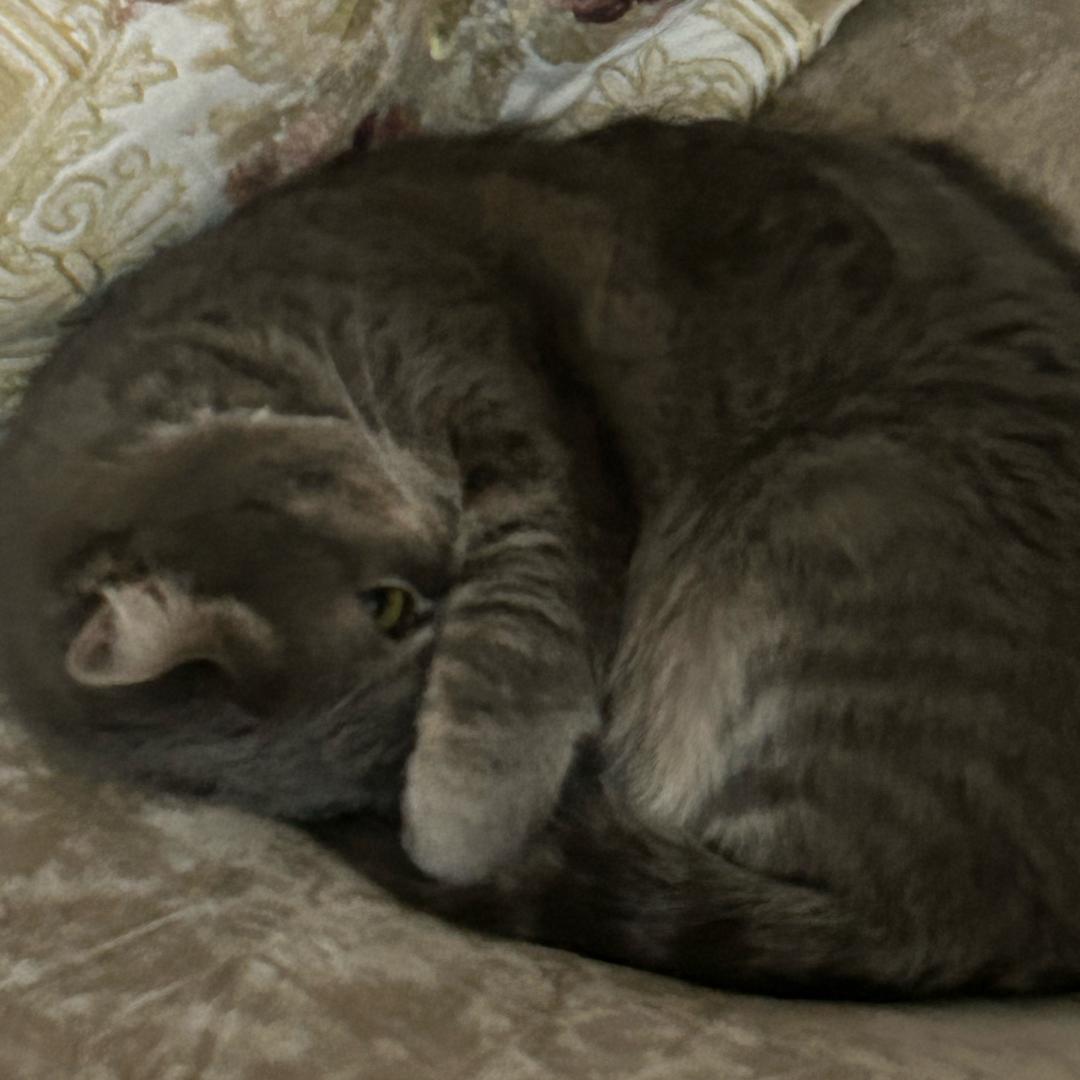 橡皮筋