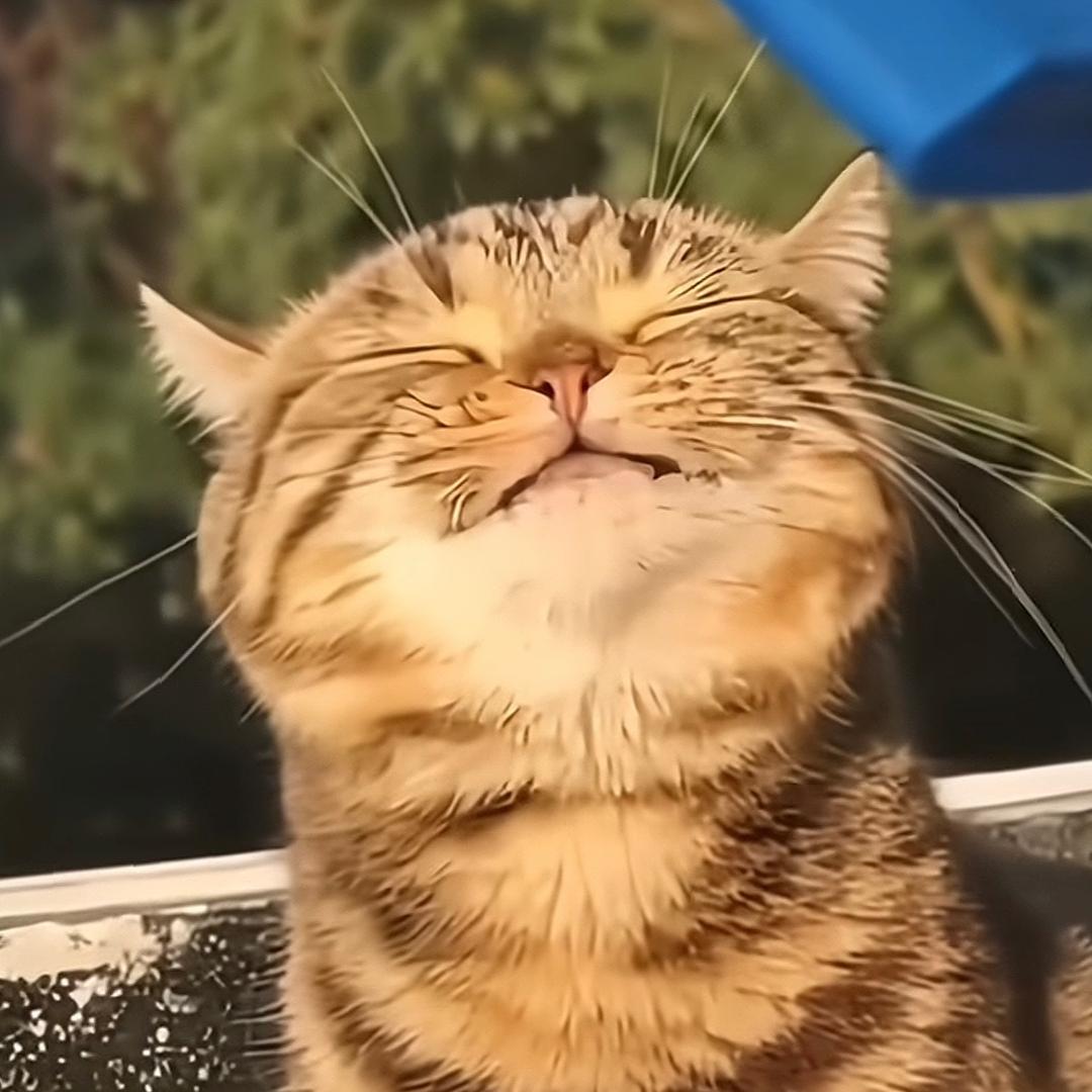 布什·戈们