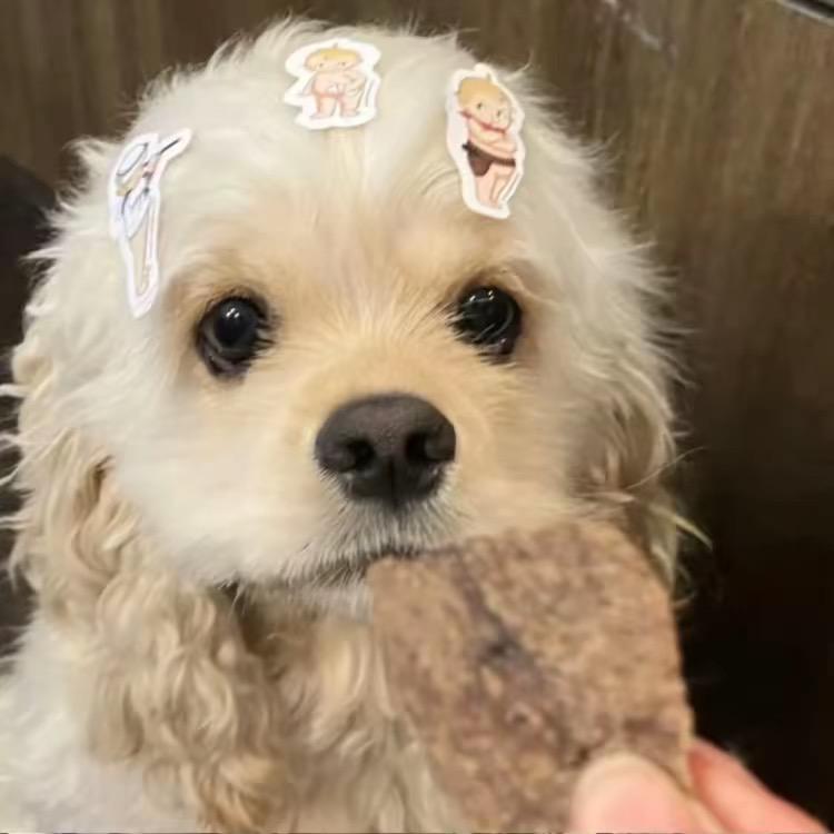 斑点狗的春天