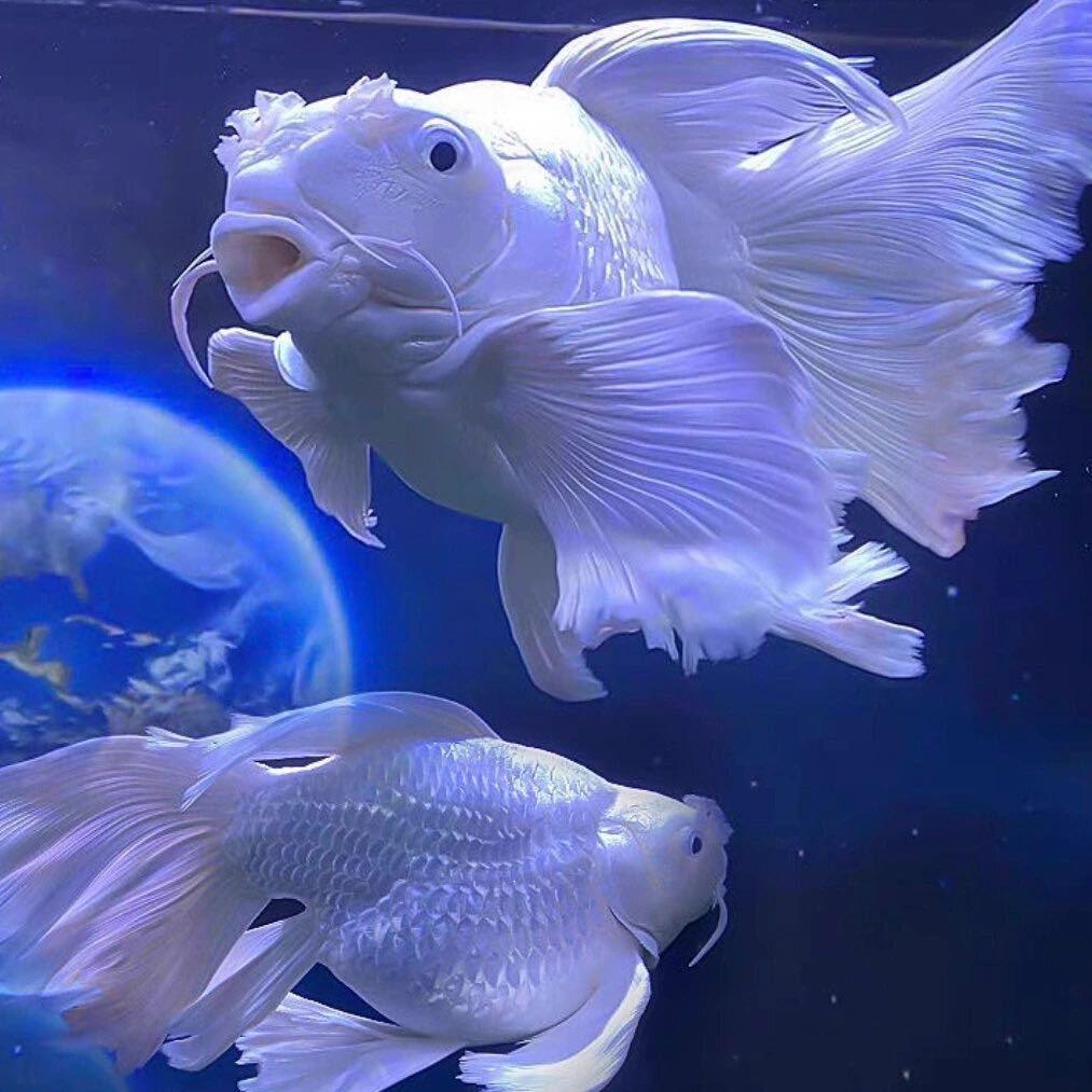 星悦观赏鱼养殖场