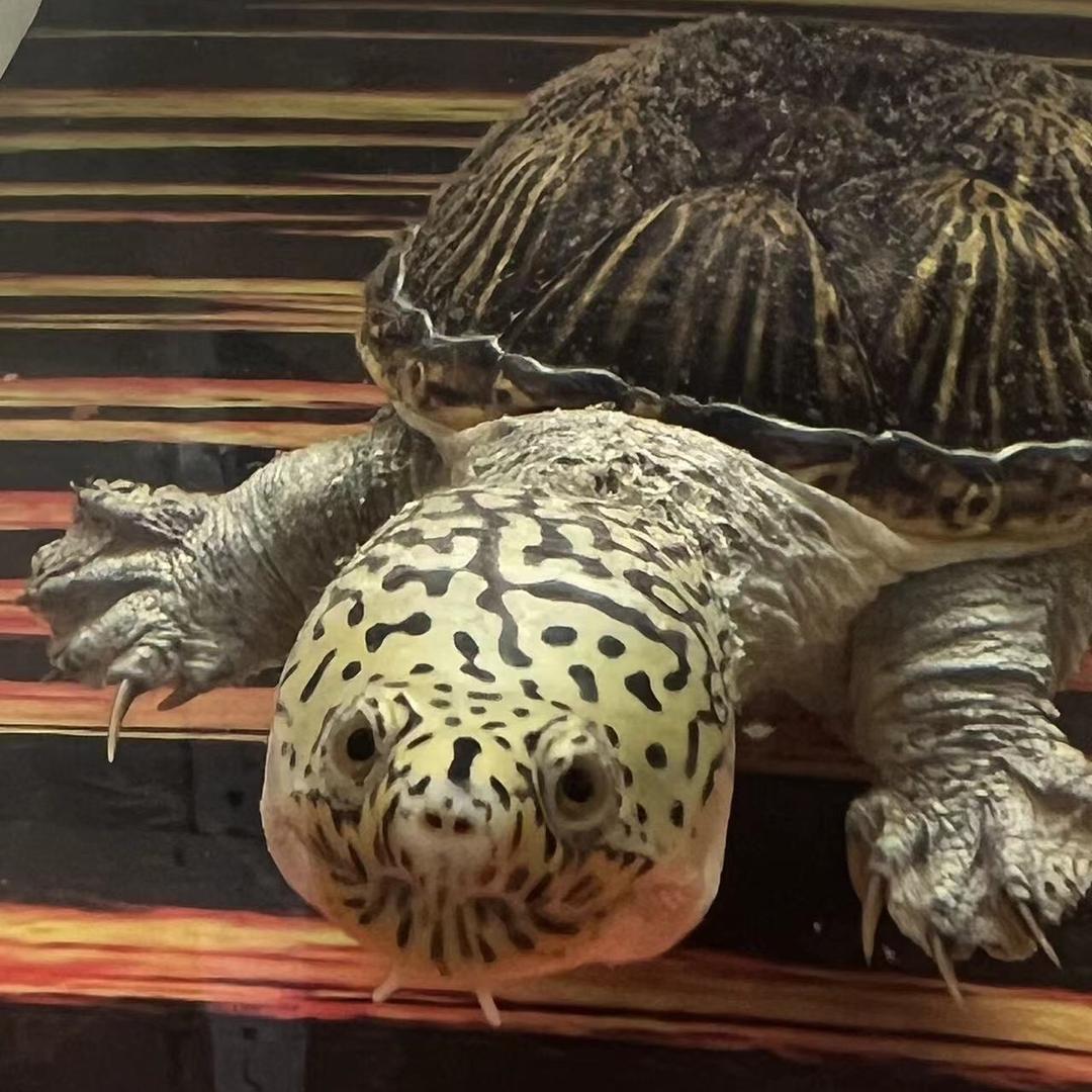 飞鸟🐢