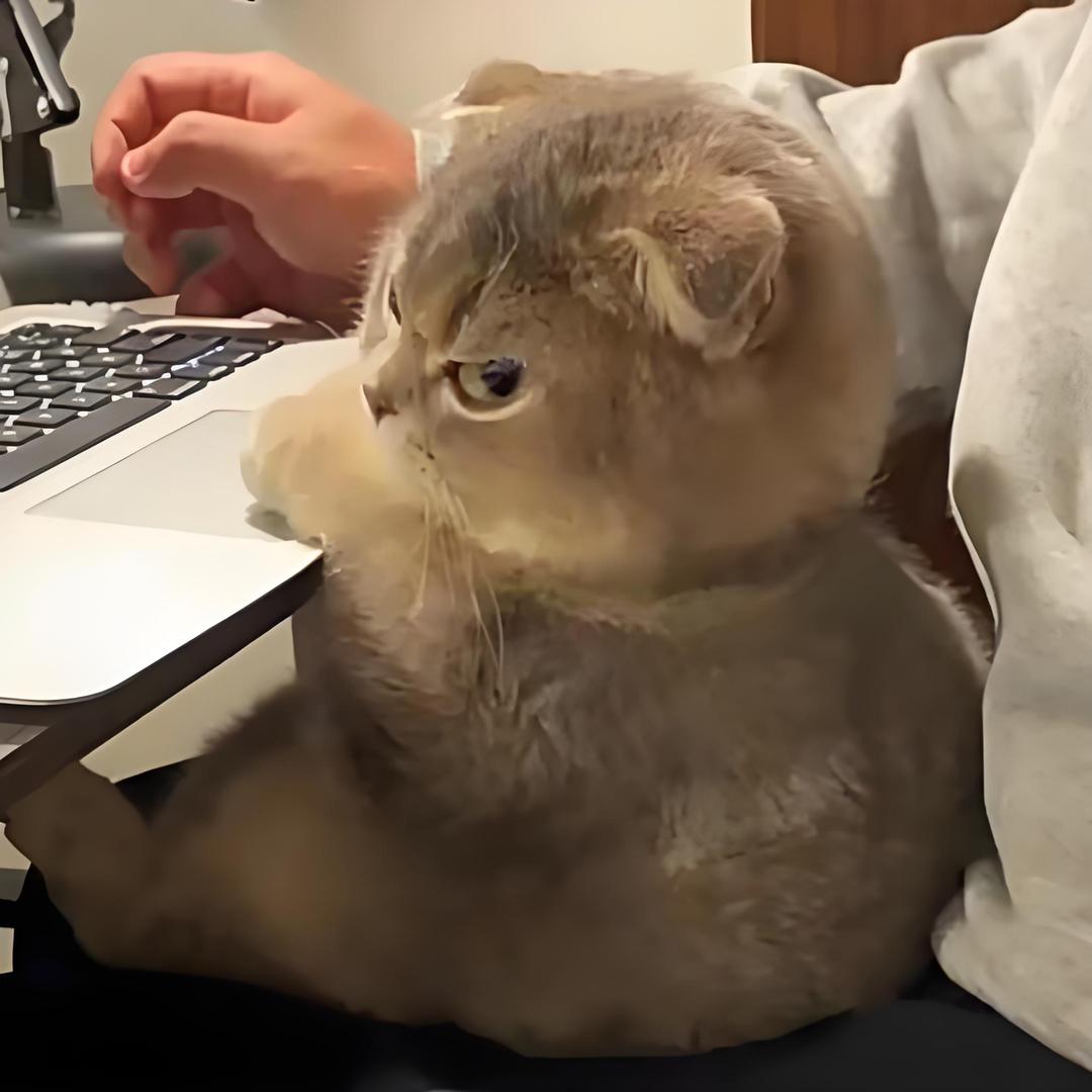 居巢区第一rapper