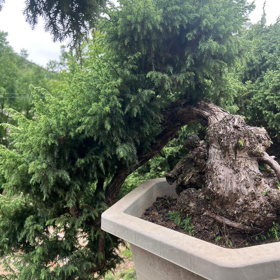 春之林盆景