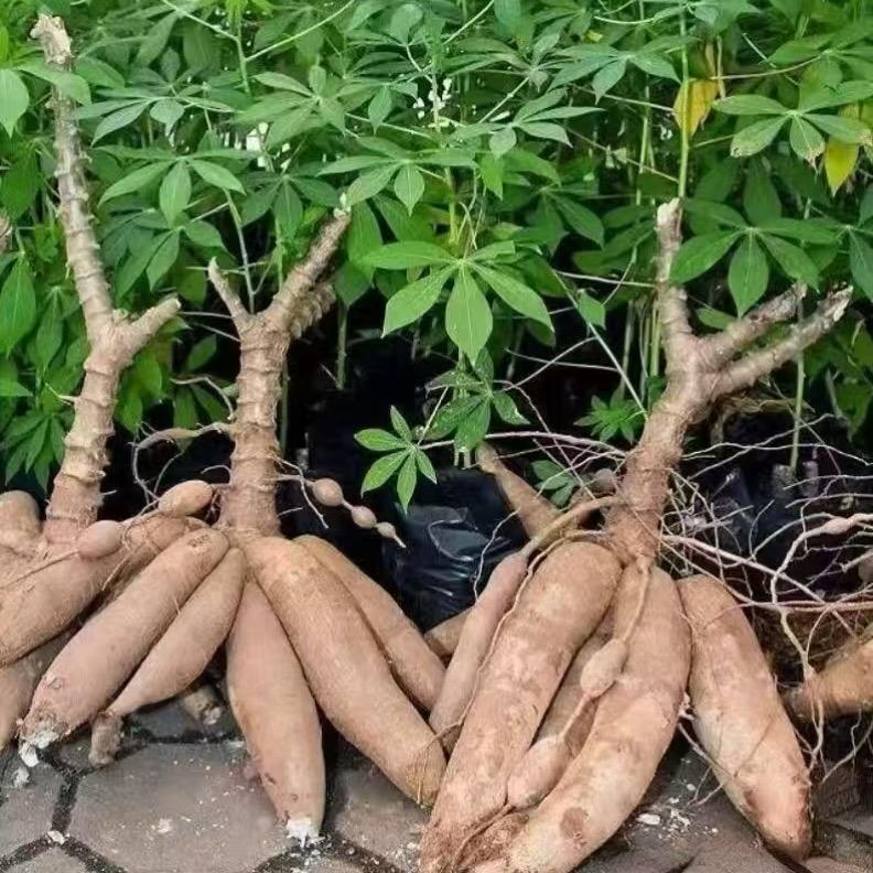 广西乡村农产品