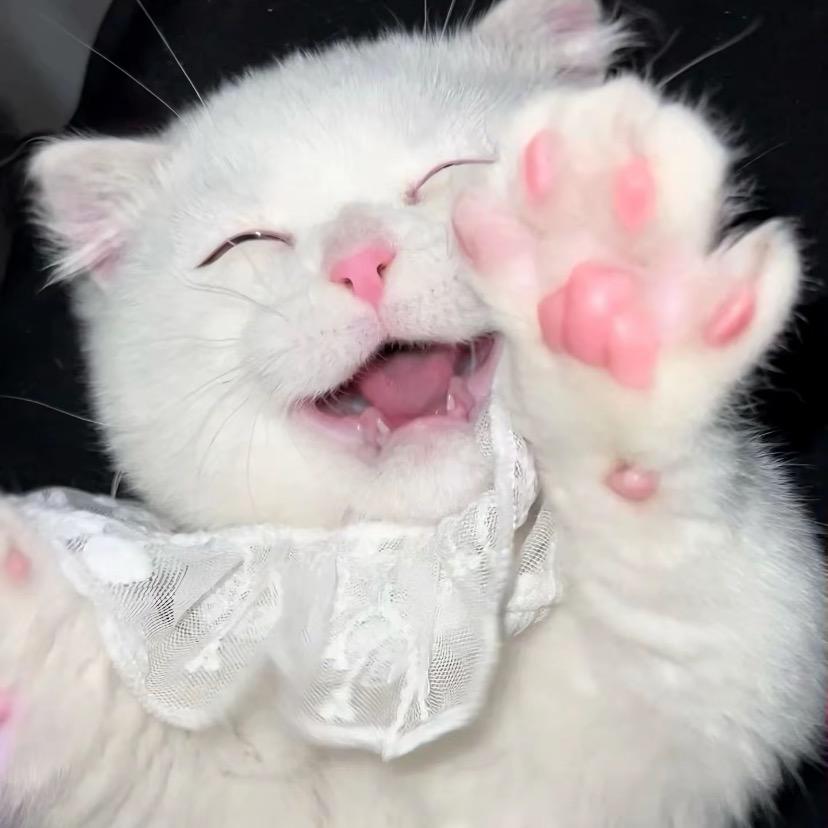 猪咪的神奇宝藏