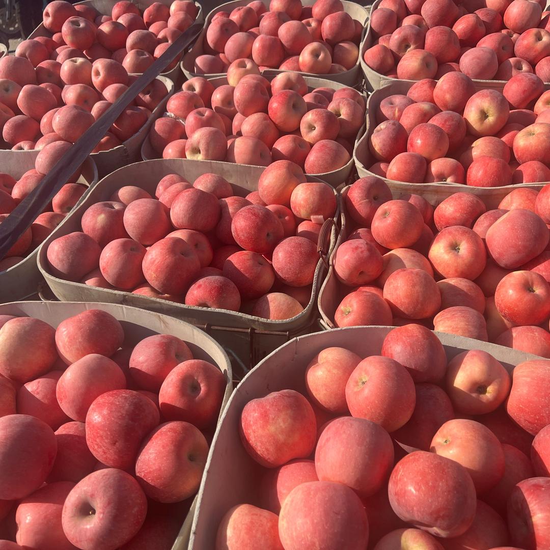 山东万亩红富士苹果产区🍎